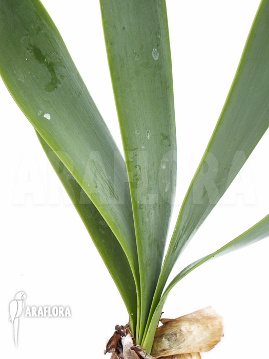 Brunsvigia grandiflora L