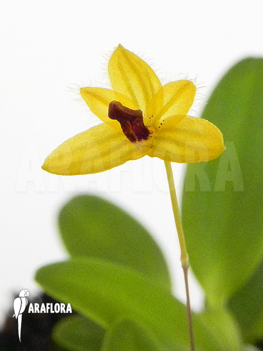 Bulbophyllum aestivale