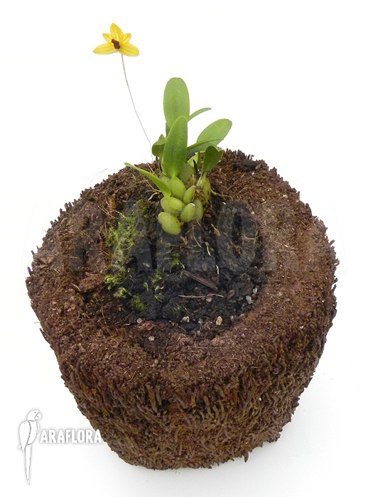 Bulbophyllum aestivale