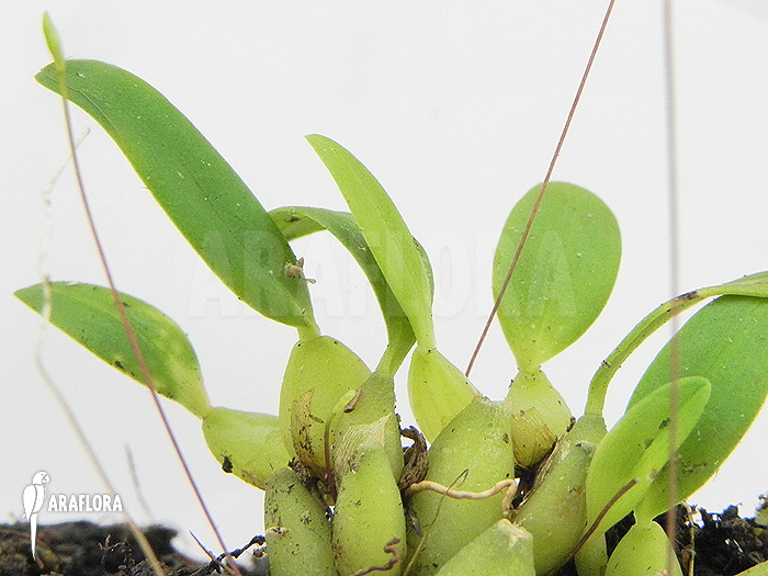 Bulbophyllum aestivale