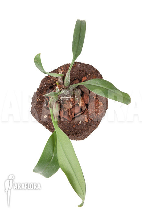 Bulbophyllum carunculatum Starter