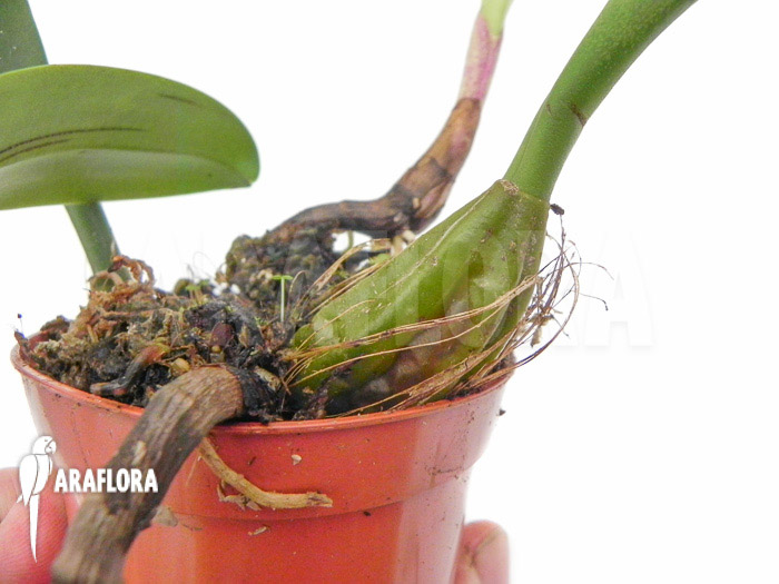 Bulbophyllum eberhardtii ‚M‘