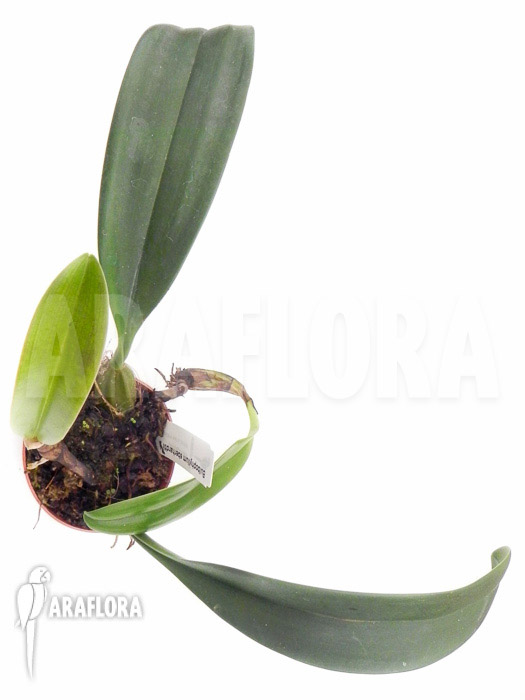 Bulbophyllum eberhardtii ‚M‘