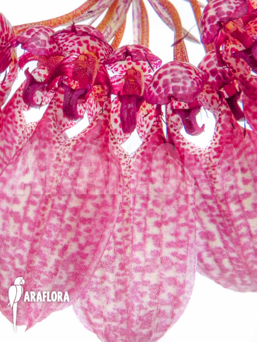 Bulbophyllum eberhardtii ‚M‘ flower