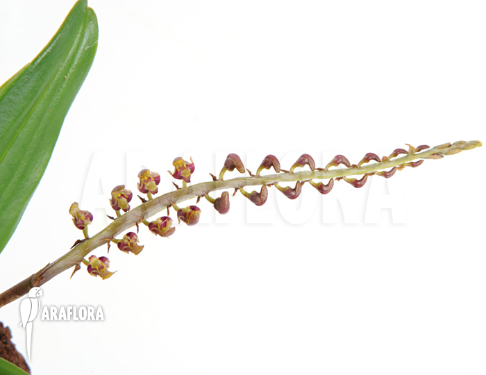 Bulbophyllum falcatum