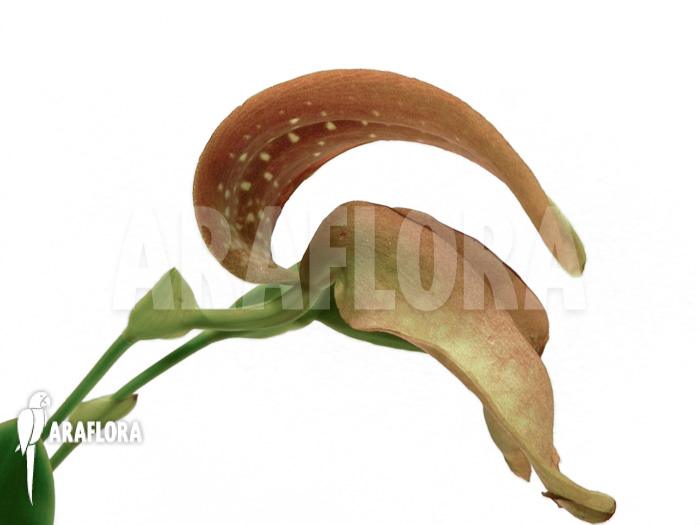 Bulbophyllum grandiflorum