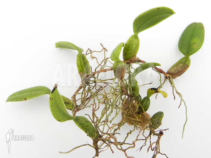 Bulbophyllum lasiochilum