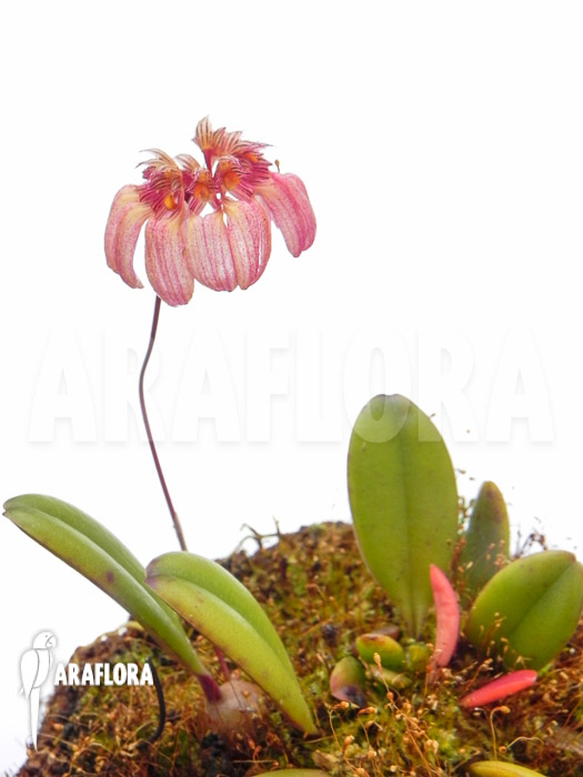 Bulbophyllum lepidum