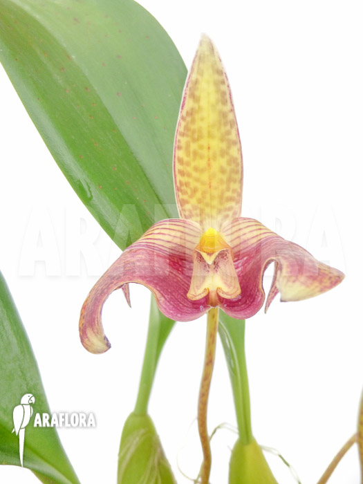 Bulbophyllum-lobbii-10