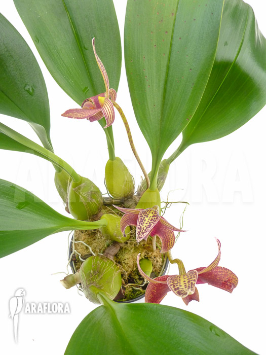 Bulbophyllum lobbii