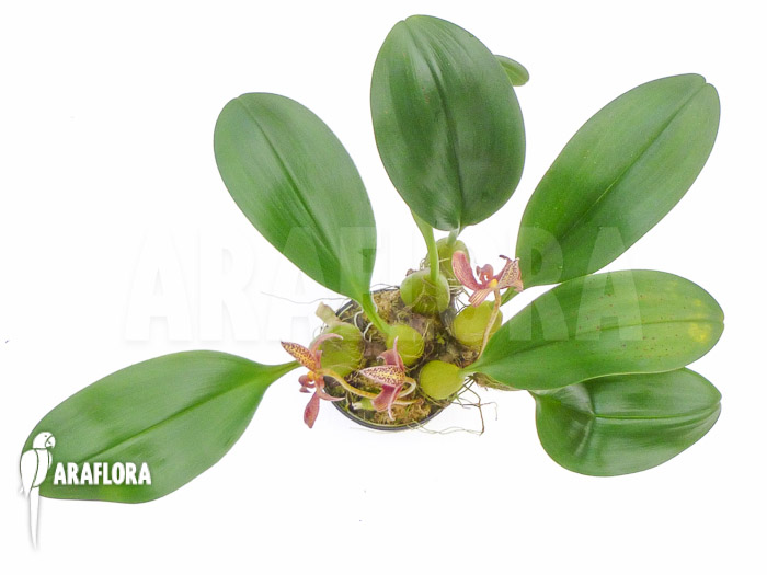 Bulbophyllum lobbii