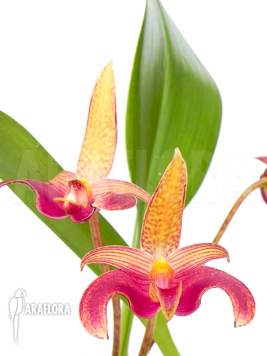 Bulbophyllum lobbii flower