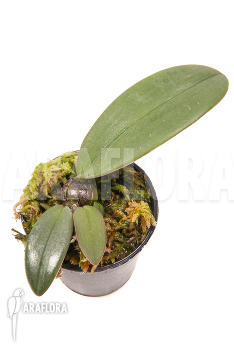 Bulbophyllum phalaenopsis