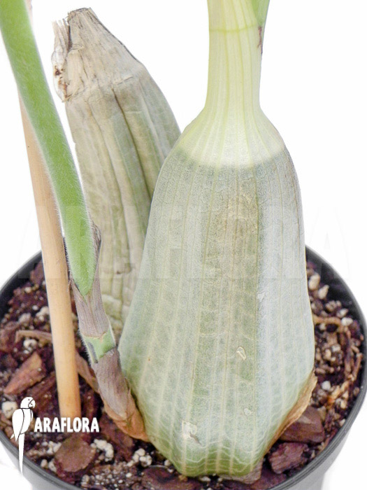 Calanthe vestita var. Rubra