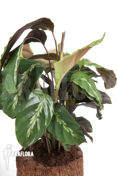 Calathea ‚Maui Queen‘