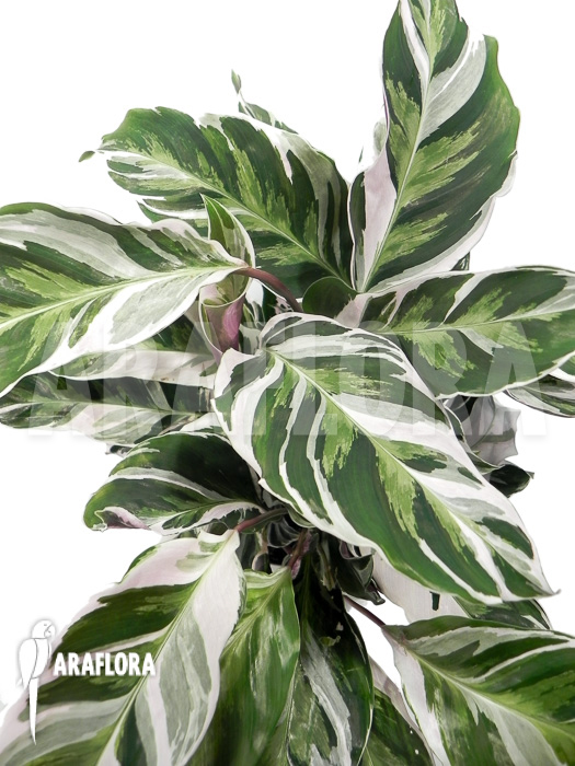 Calathea ‚White Fusion‘