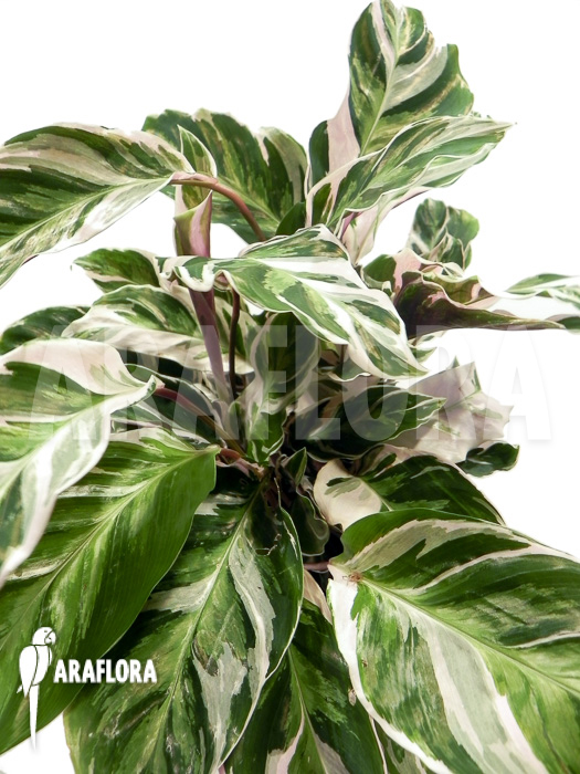 Calathea ‚White Fusion‘