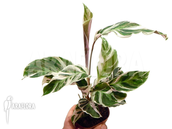 Calathea ‚White Fusion‘ starter