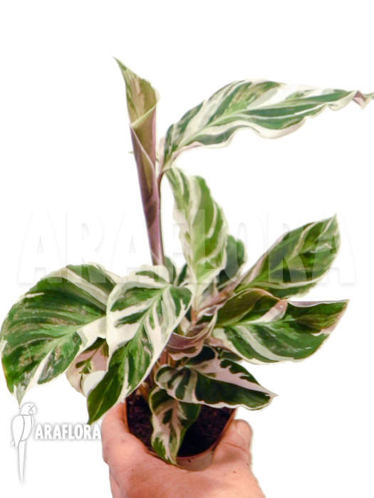 Calathea ‚White Fusion‘ starter