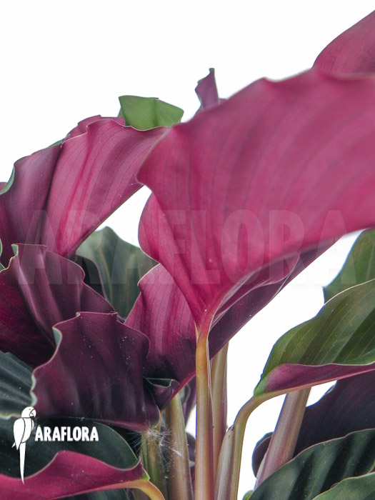 Calathea crocata
