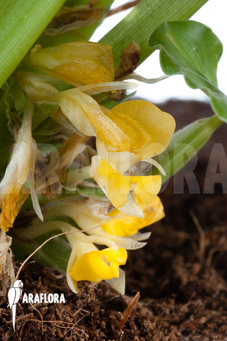 Calathea leopardina (flower)