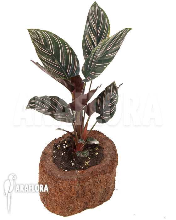 Calathea ornata ‚Sanderiana‘