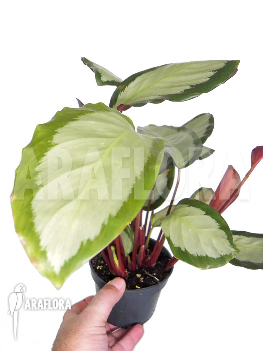 Calathea picturata ‚2-kleurig‘