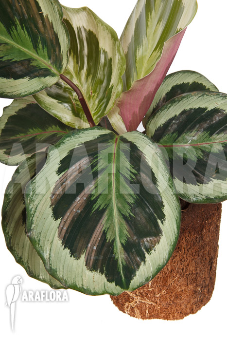 Calathea roseopicta ‚Marion‘