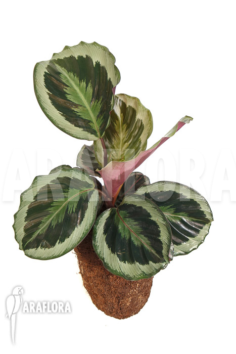 Calathea roseopicta ‚Marion‘