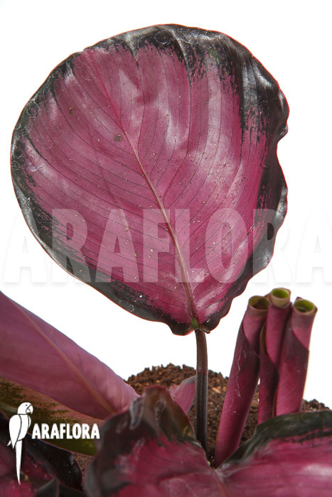 Calathea roseopicta ‚Rose‘