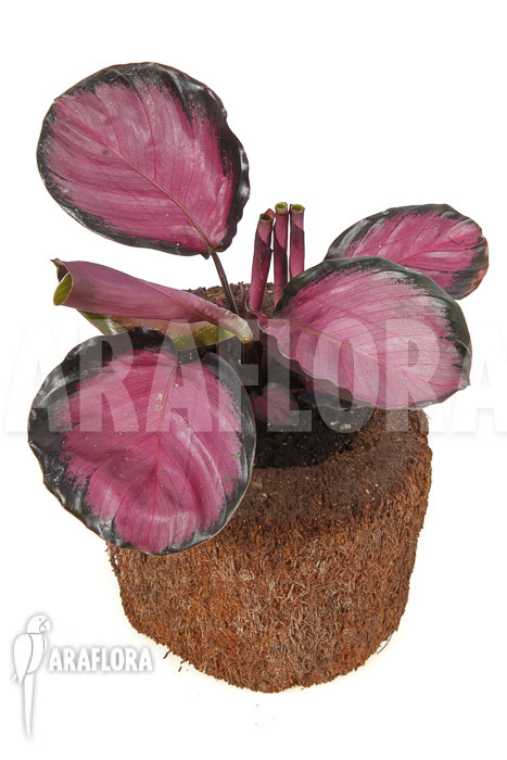 Calathea roseopicta ‚Rose‘