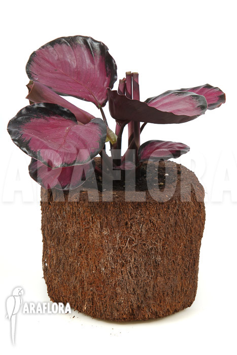 Calathea roseopicta ‚Rose‘