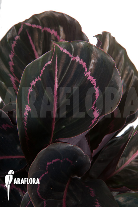 Calathea x Dottie ‚L‘