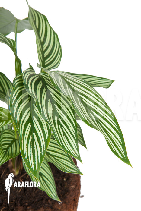 Calathea x Vittata