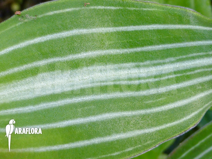 Callisia gentlei var. Elegans