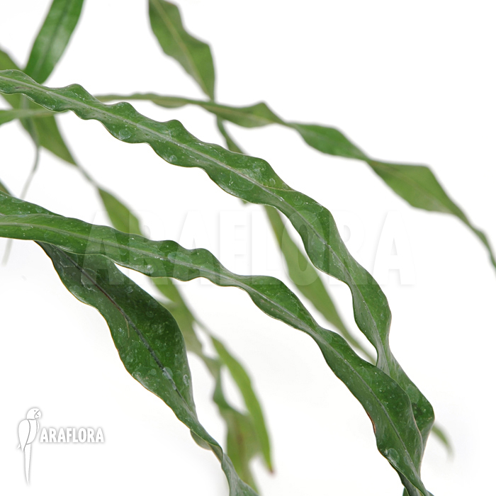 Campyloneurum angustifolium