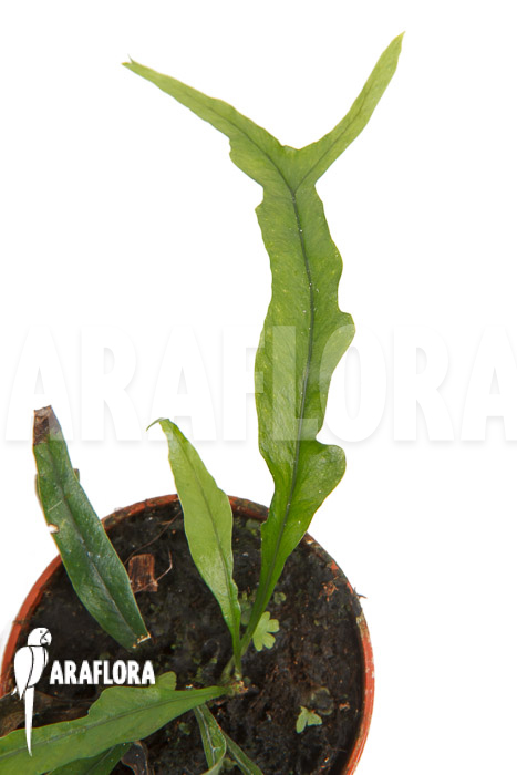 Campyloneurum angustifolium ’starter‘