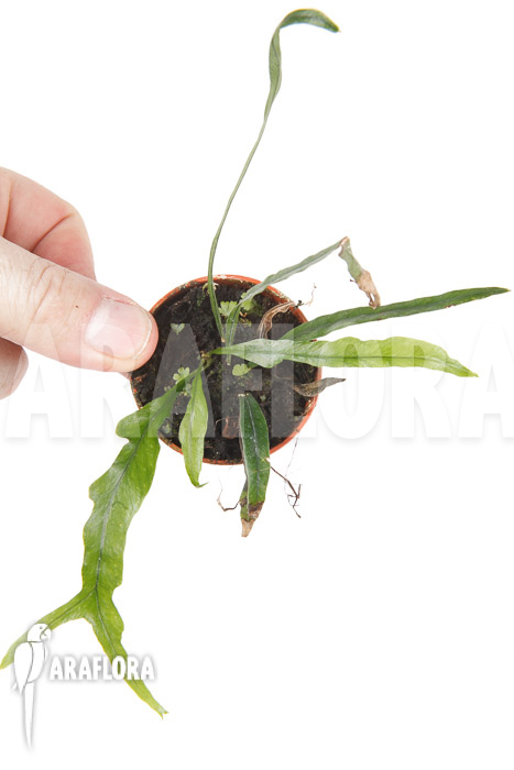 Campyloneurum angustifolium ’starter‘