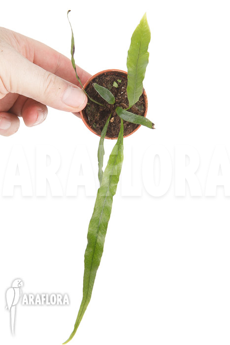 Campyloneurum angustifolium ’starter‘