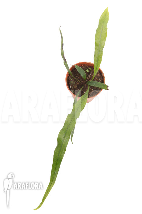 Campyloneurum angustifolium ’starter‘