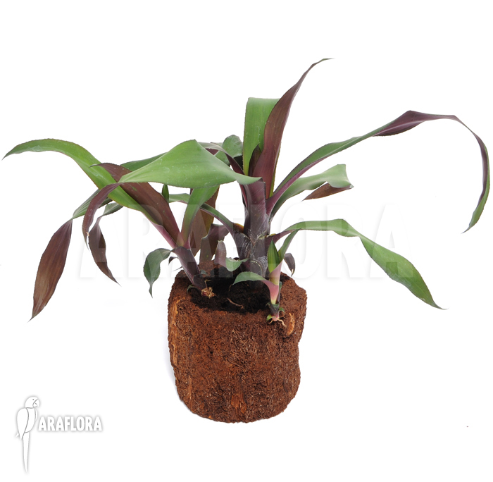 Canistropsis burchellii