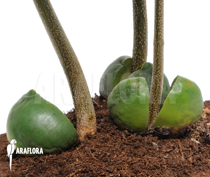 Castanospermum australe