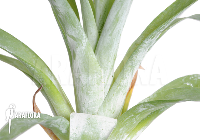 Catopsis berteroniana