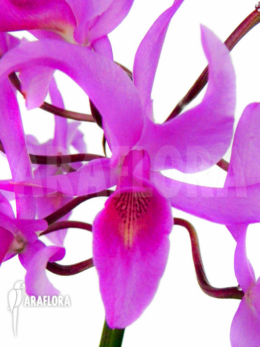 Cattleya guatemalensis