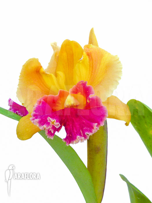 Cattleya x Purple Orange