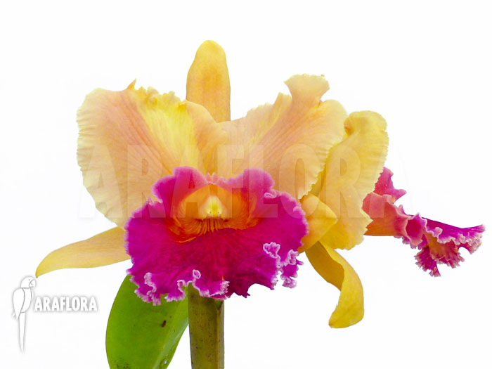 Cattleya x Purple Orange