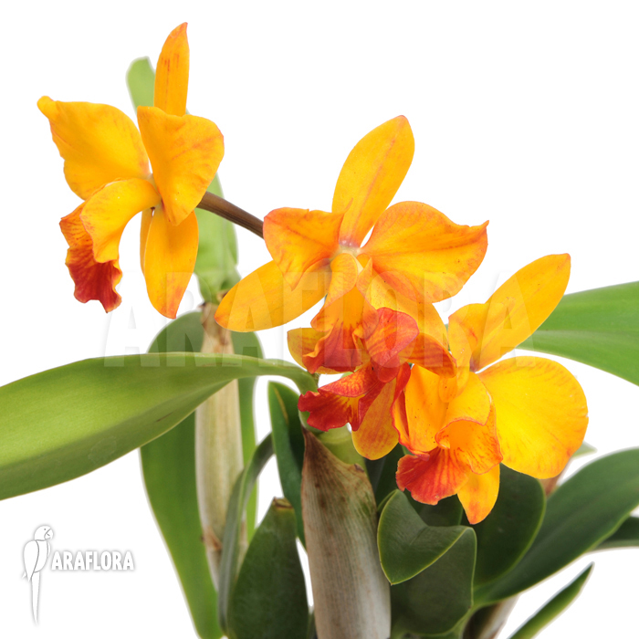 Cattleya ‚orange passion‘