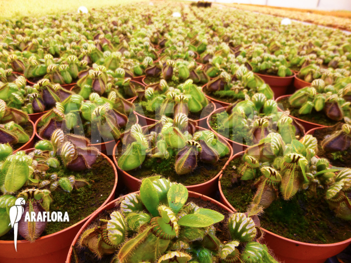 Cephalotus follicularis ‚M‘