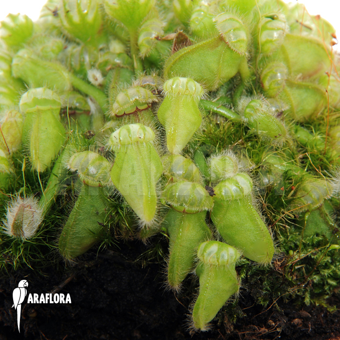 Cephalotus follicularis ‚M‘