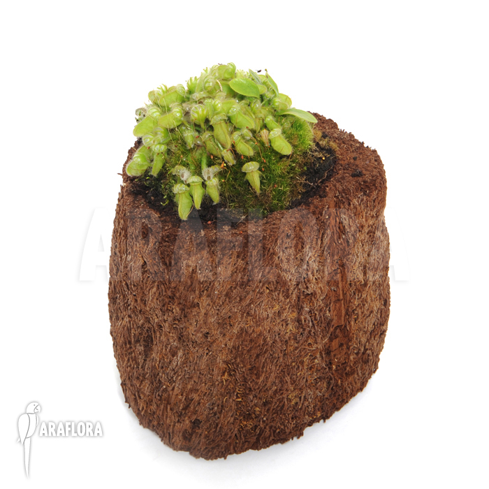 Cephalotus follicularis ‚M‘